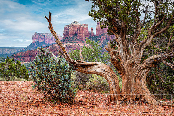Juniper Embracing Cathedral Rock