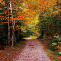 Path to Fall