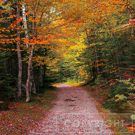 Path to Fall