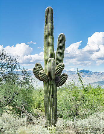 Saguaro Cactus - Tucson