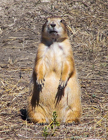 Inquisitive Prairie Dog