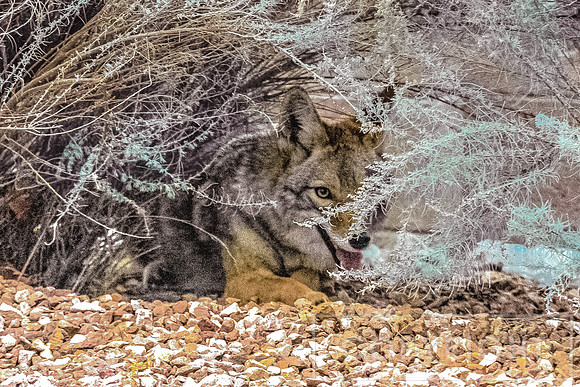 Coyote Hiding