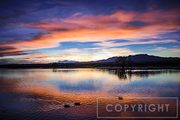 Sunset "Quackers"