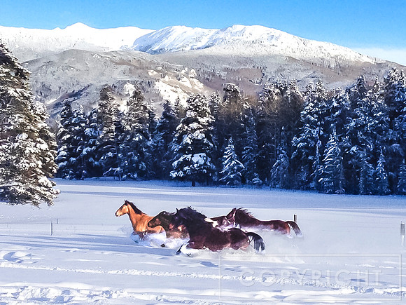 Horses in the Snow