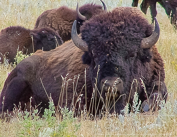 Lazy Buffalo