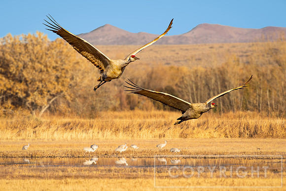 Cranes Departing