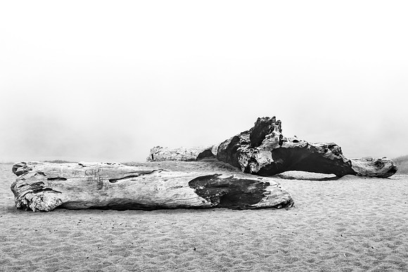 Logs on a Beach