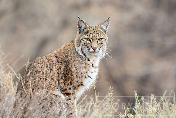 Bobcat Stare-Down